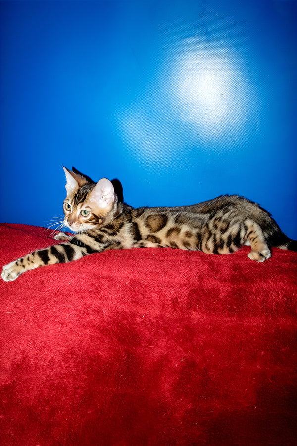 Lord | Bengal Kitten