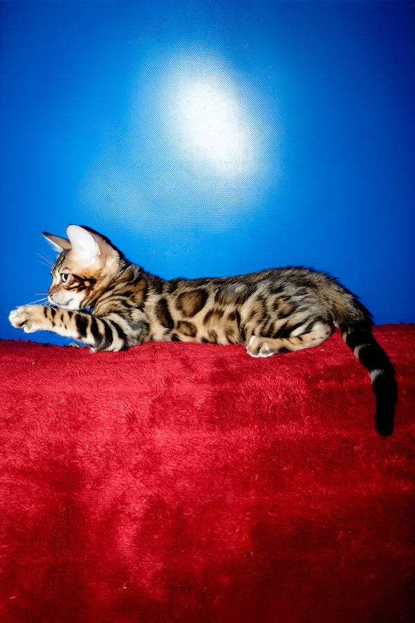 Lord | Bengal Kitten