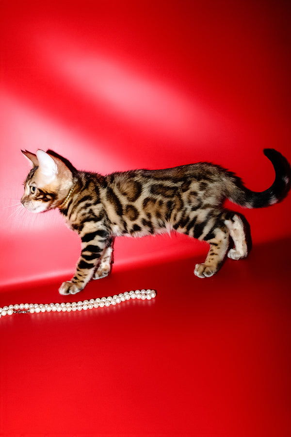 Lord | Bengal Kitten