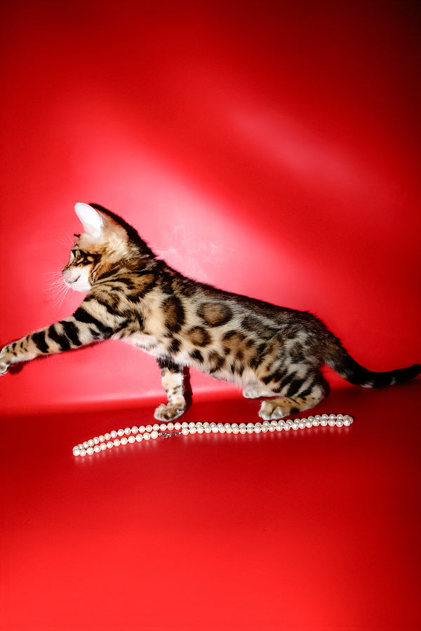 Lord | Bengal Kitten