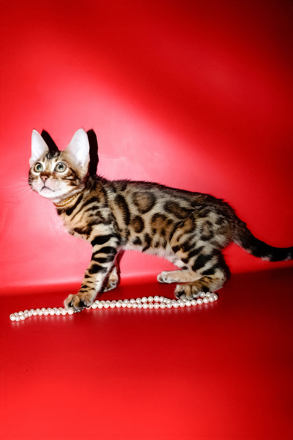 Lord | Bengal Kitten