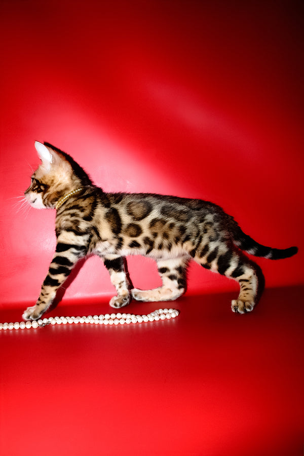 Lord | Bengal Kitten
