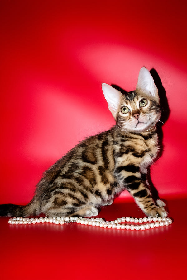 Lord | Bengal Kitten