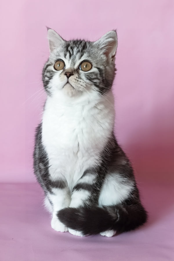 Lord scottish straight fluffy silver marble bicolor kitten with gold eyes and white chest sitting on soft pink background