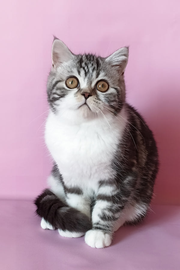 A fluffy silver marble bicolor scottish straight kitten with gold eyes sitting against a soft pink backdrop