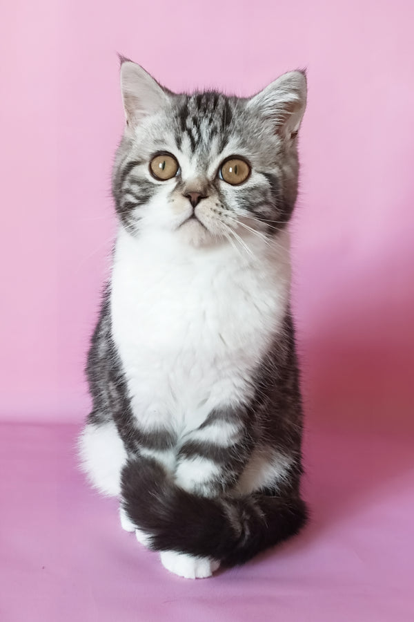 Lord scottish straight kitten with fluffy silver marble bicolor fur gold eyes and white chest sitting on pink background