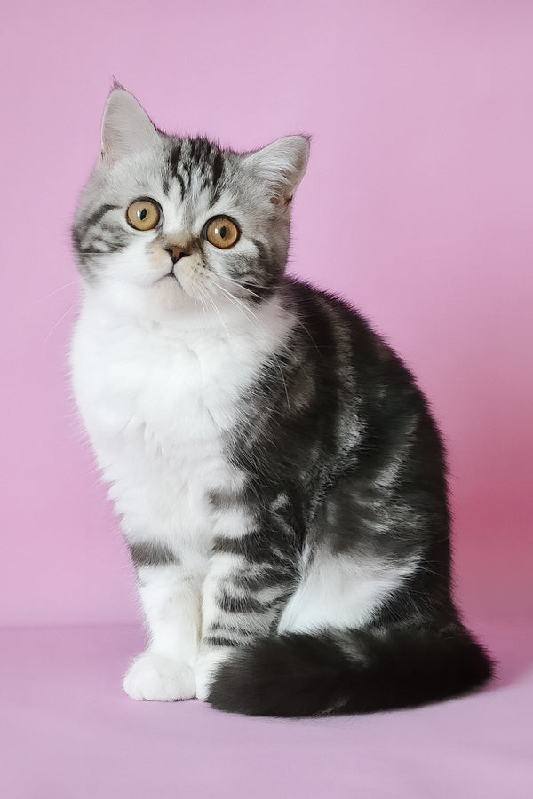 A fluffy silver marble bicolor scottish straight kitten with golden eyes sits against a soft pink backdrop