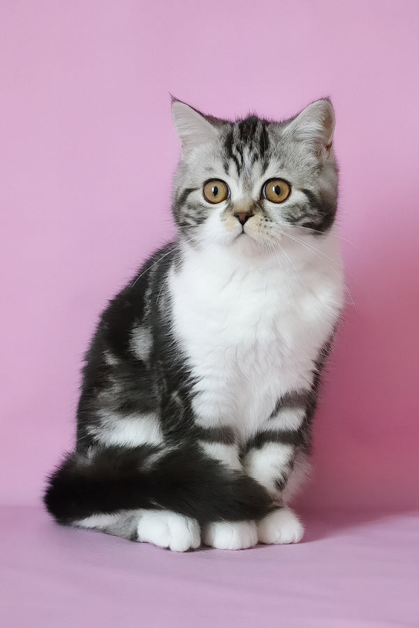 Lord scottish straight kitten with fluffy silver marble bicolor fur and gold eyes sitting against pink backdrop