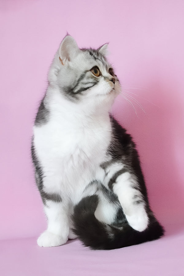 A fluffy silver marble bicolor scottish straight kitten with gold eyes sits gracefully against a soft pink backdrop