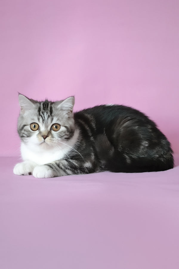 Lord scottish straight kitten with black silver marble pattern and gold eyes lying on soft pink backdrop