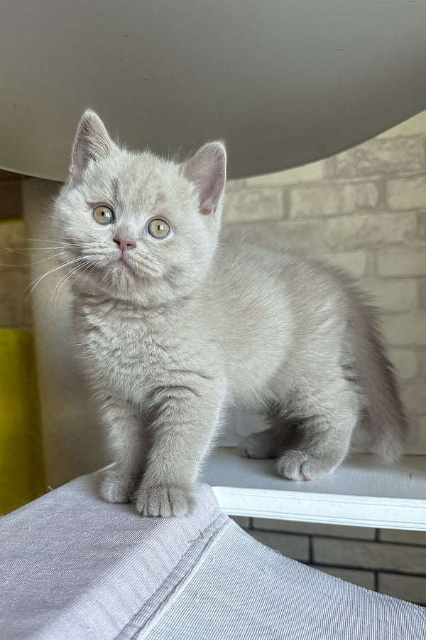 Lord | British Shorthair Kitten