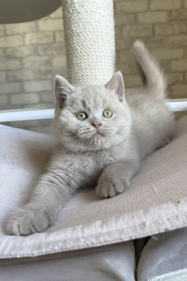 Lord | British Shorthair Kitten