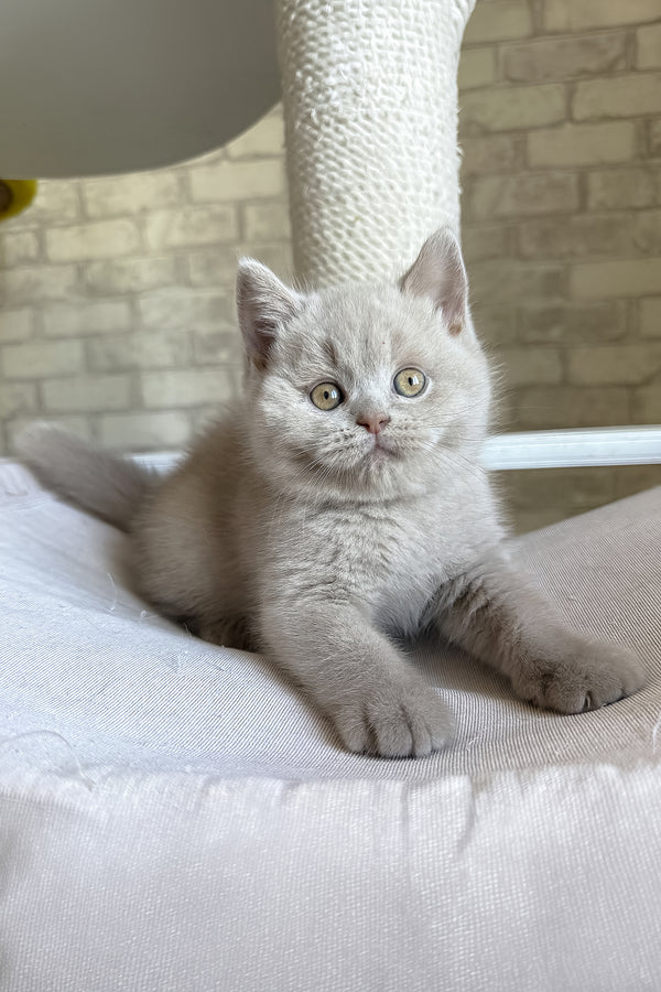 Lord | British Shorthair Kitten