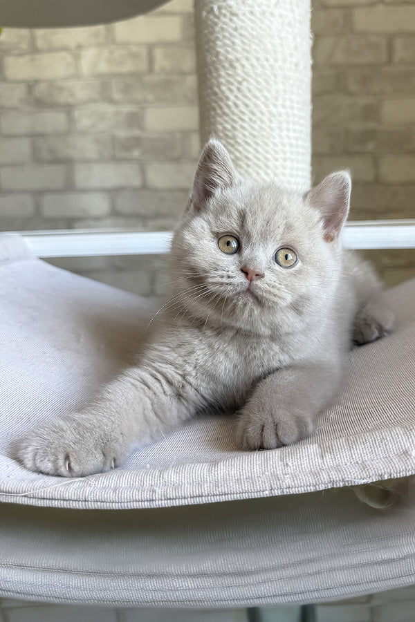 Lord | British Shorthair Kitten
