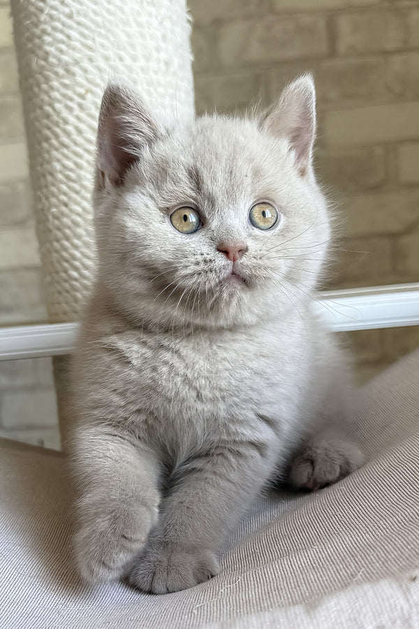 Lord | British Shorthair Kitten