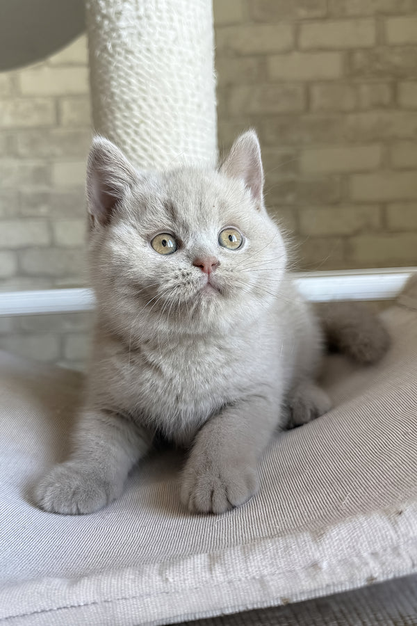 Lord | British Shorthair Kitten