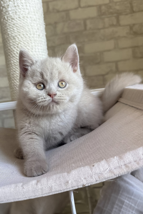 Lord | British Shorthair Kitten