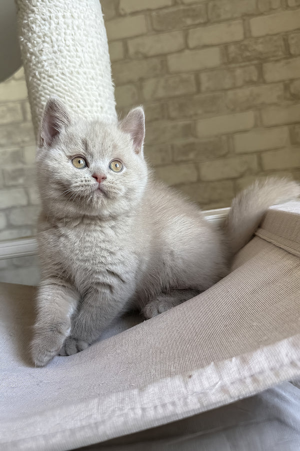 Lord | British Shorthair Kitten