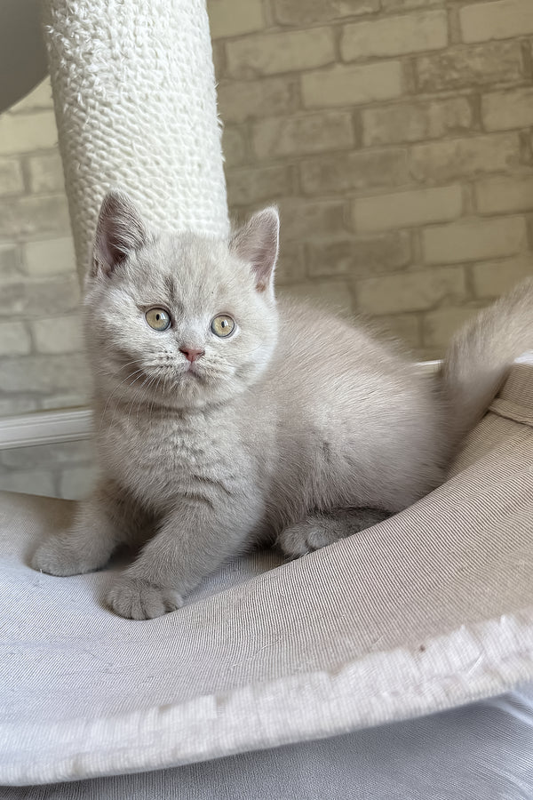 Lord | British Shorthair Kitten