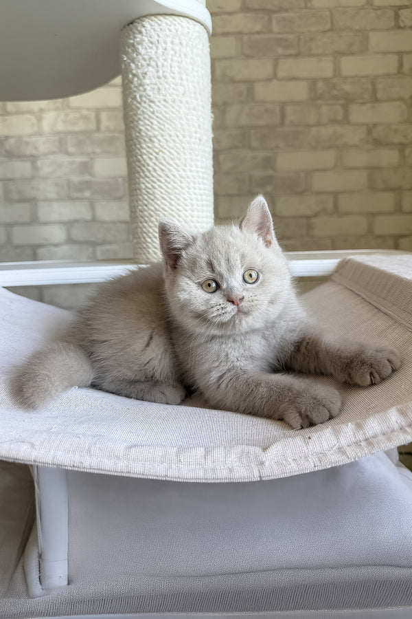 Lord | British Shorthair Kitten