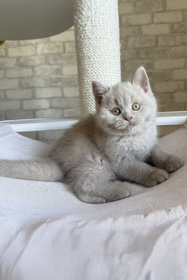 Lord | British Shorthair Kitten