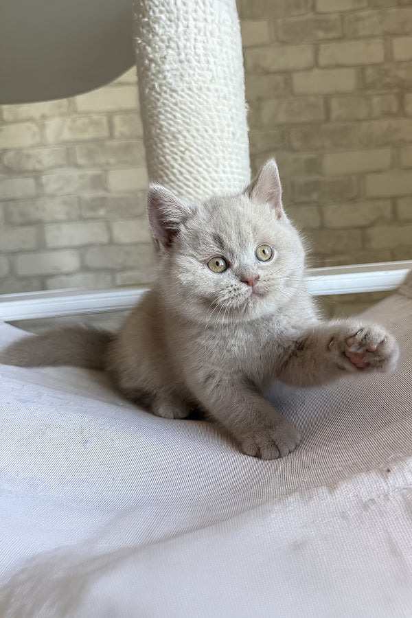 Lord | British Shorthair Kitten