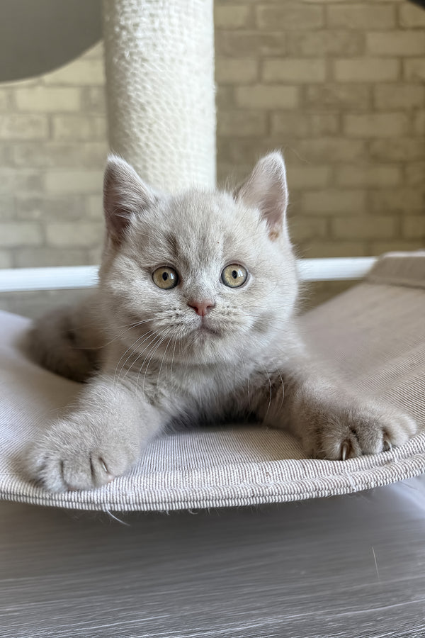 Lord | British Shorthair Kitten
