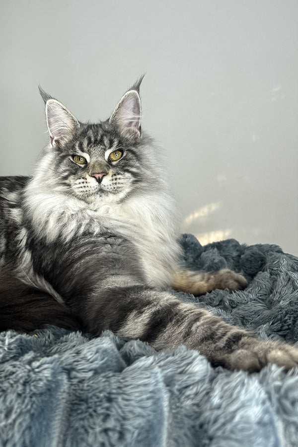Lord | Maine Coon Kitten