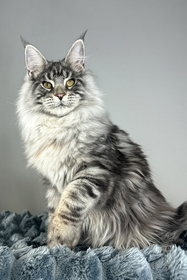 Lord | Maine Coon Kitten