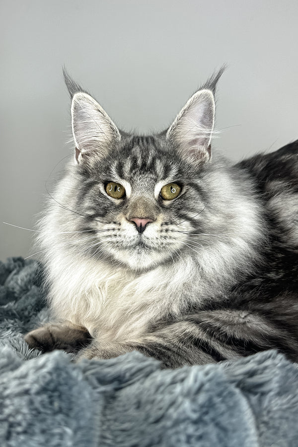 Lord | Maine Coon Kitten