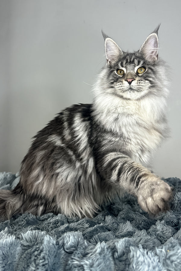 Lord | Maine Coon Kitten