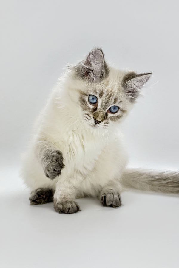 Loris | Siberian Kitten