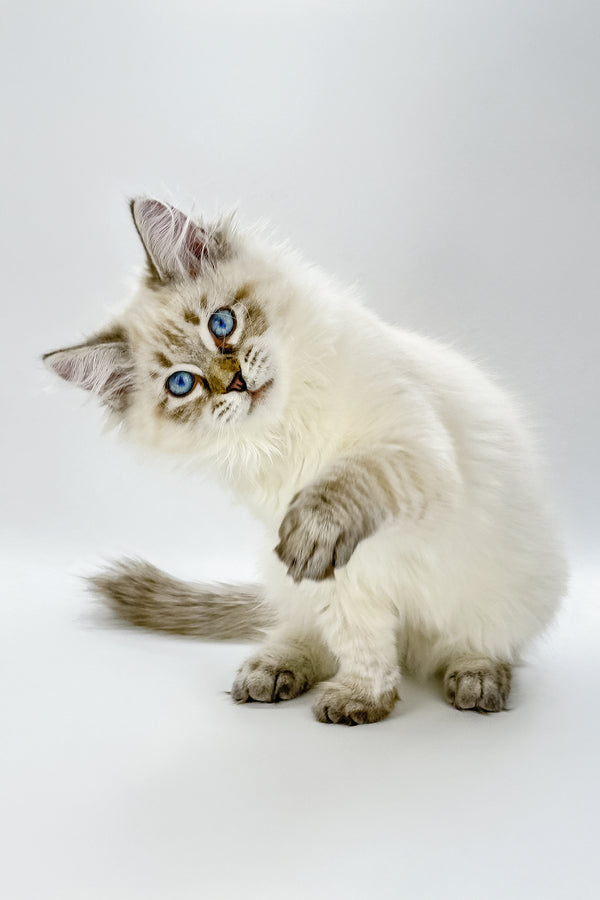 Loris | Siberian Kitten