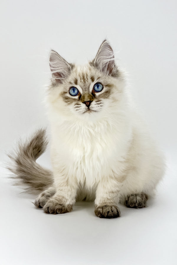 Loris | Siberian Kitten