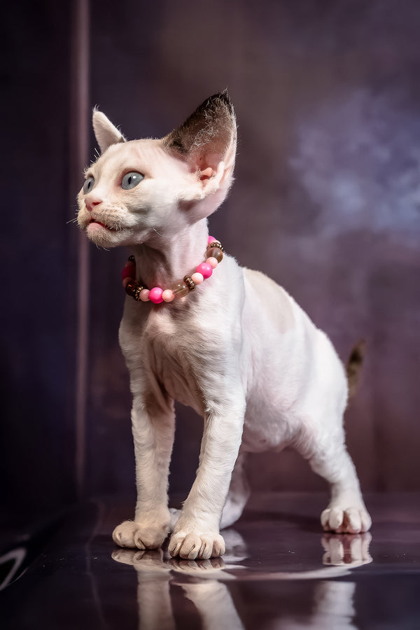 Love | Devon Rex Kitten