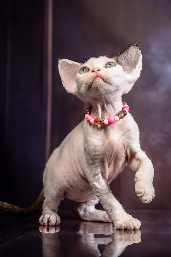 Love | Devon Rex Kitten