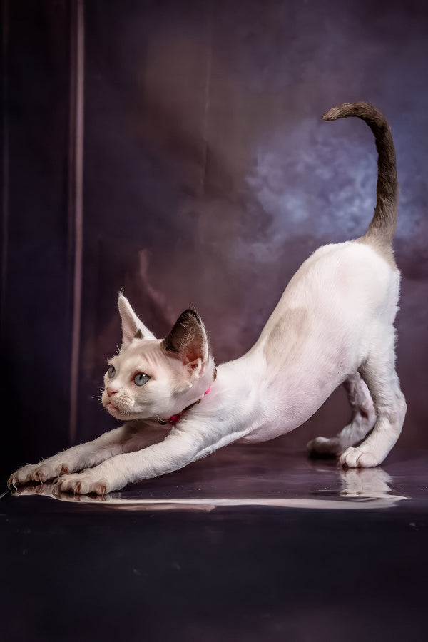 Love | Devon Rex Kitten