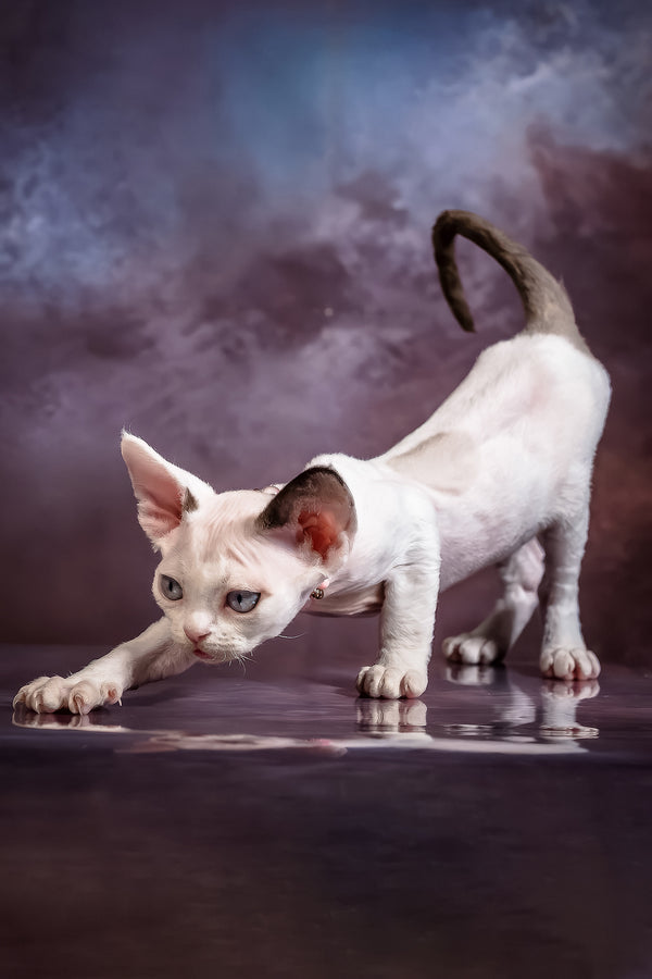 Love | Devon Rex Kitten