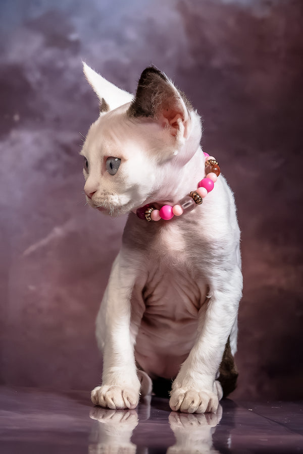 Love | Devon Rex Kitten