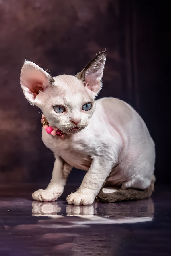 Love | Devon Rex Kitten
