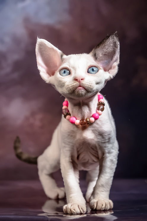 Love | Devon Rex Kitten