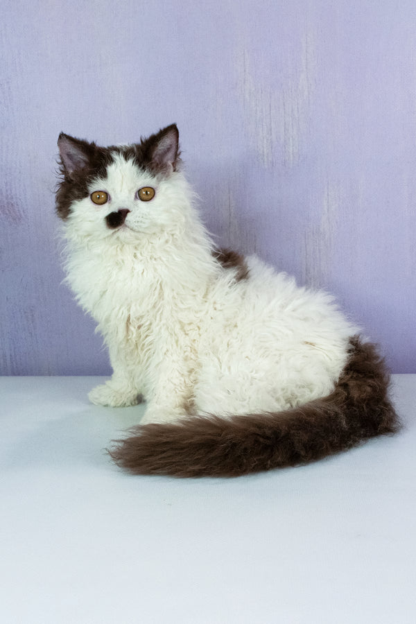 Lucas | Selkirk Rex Kitten