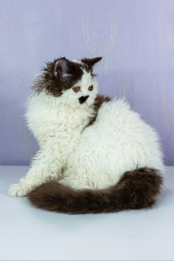 Lucas | Selkirk Rex Kitten