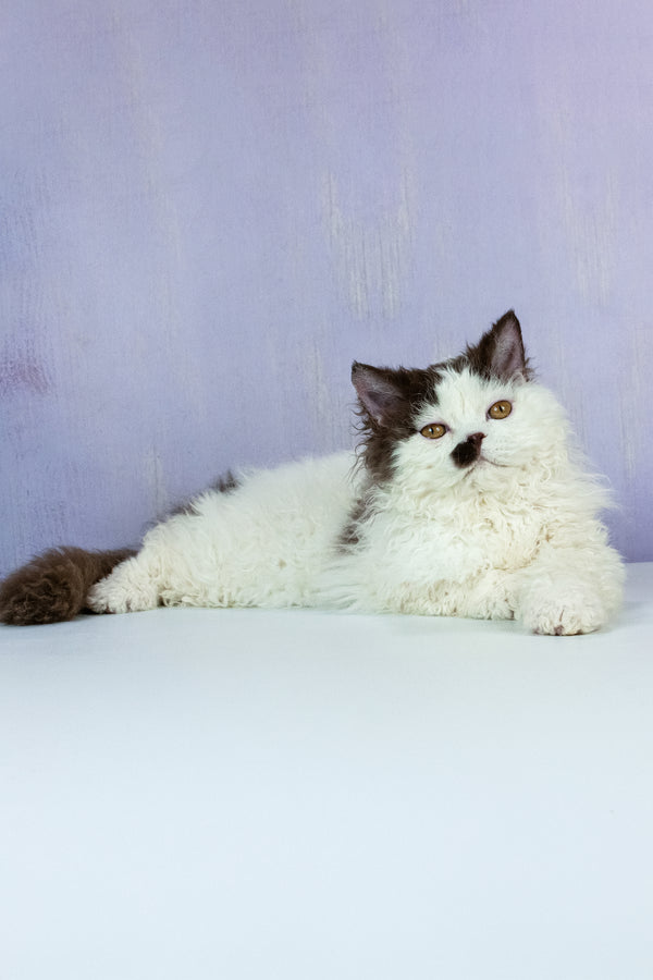 Lucas | Selkirk Rex Kitten