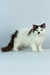 Lucas | Selkirk Rex Kitten