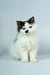 Lucas | Selkirk Rex Kitten