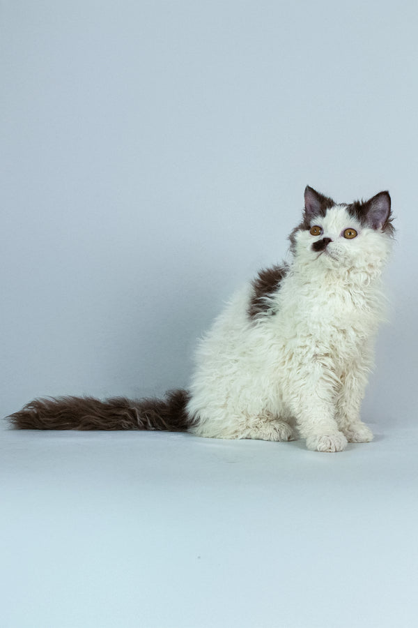 Lucas | Selkirk Rex Kitten
