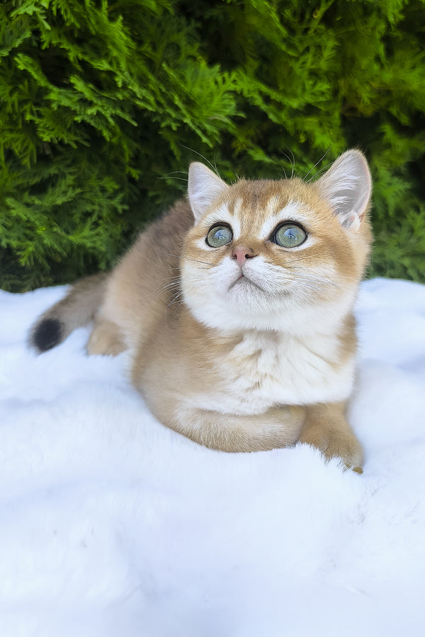 Lucas | Scottish Straight Kitten