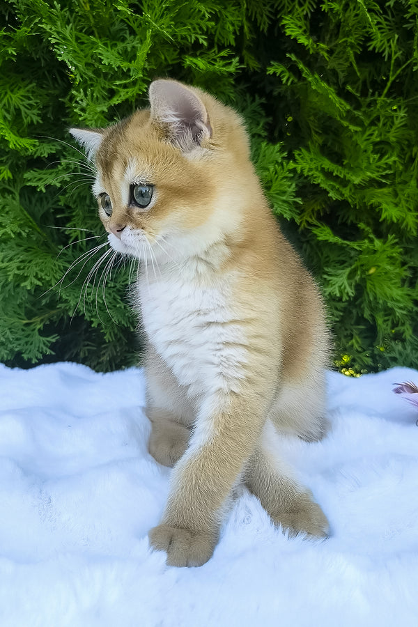 Lucas | Scottish Straight Kitten