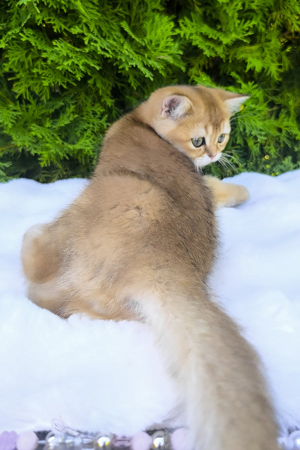 Lucas | Scottish Straight Kitten